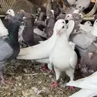 علف صقور حمام
