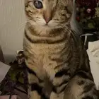 تبني مؤقت