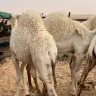 حشو للبيع العدد 5 شححم