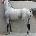 حصان واهو مكس جمال ركوب