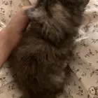 قطط شيرازي