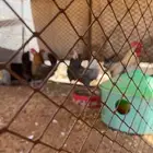دجاج فيومي شرط صحه