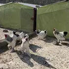 دجاج براهما نظيف جداا