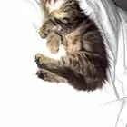 شيرازي لتبني