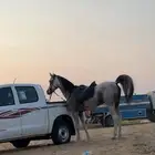 حصان شعبي شيخ وسبوق