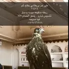 للبيع