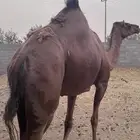 لقحه حمراء كفو الحد 7000 تم البيع