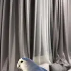 روز انثى اليفه