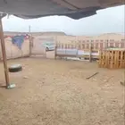 بيع