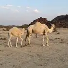 ناقة عليها قعود