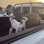 عنز عارضيه تحته تيس ديد سلم روم البيع مستعجل