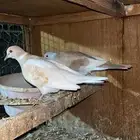 للبيع حمام بدي