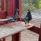 حمام باكستاني. تمم البيع