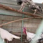 ديوك رومي اوزان طيبة