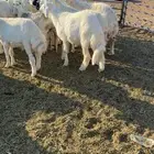 يتوفر لدينا طليان نجدي نعيمي حري سواكني نضيفه وبريه