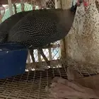 ديك حبشي للبيع