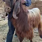 فحل صنف قبرصي اصيل