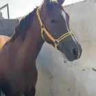 فرس تنافس الواهو ( شعبية )