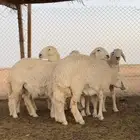 رخال حريات صنف الصنف تم البيع
