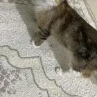 قطط صغيرة للتبني