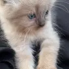 قط صغير للبيع