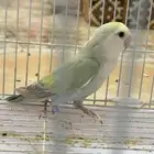 روز ذكور وانثى