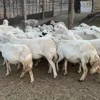 اعرض لكم حلالي ضان شهران متابيع كفوو مراح واحد واسنان