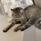 قط انثى شيرازيه