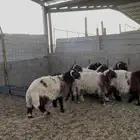 خرفان نعيم