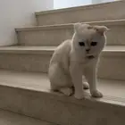 قط سكوتش فولد