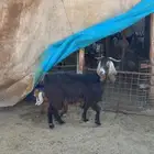 رغوث تحتها تيس وجفره