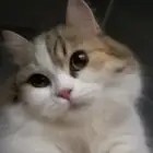 قطوه ضايعه بالخفجي حي النزهه