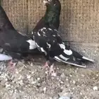 زوج رام بوري