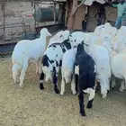 طليان للبيع