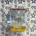 طيور الحب باددجي زوج مع كل ملحقاته