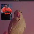 دره هندي