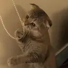 ذكر سكوتش فولد العمر تقريبا 8 شهور او تسع اليف جدا للبيع