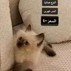 قطه هيملايا عمر شهرين