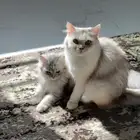قطط تبني ام وطفلها حالتها الصحيه جيده لعوبه وغير مطعمه