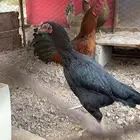 دجاجه باكستانيه