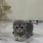 كيتن سكوتش فولد ستريت
