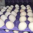 للبيع بيض ملقح