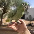 ببغاء امزوني