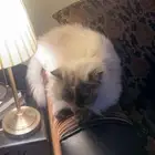 بسس للتبني
