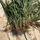 شتلات بونيكام