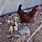 دجاجه عليها فروخ