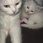 قطتين لتبني مجانا