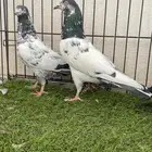 جملة حمام باكتساني للبيع .