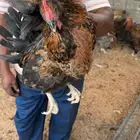 ديوك تركي فراخر