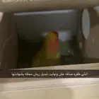 انثى روز طفره محلله منتجه